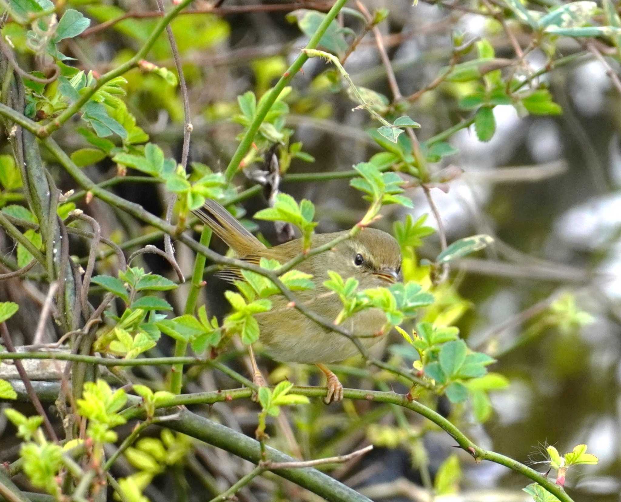 Japanese Bush Warbler