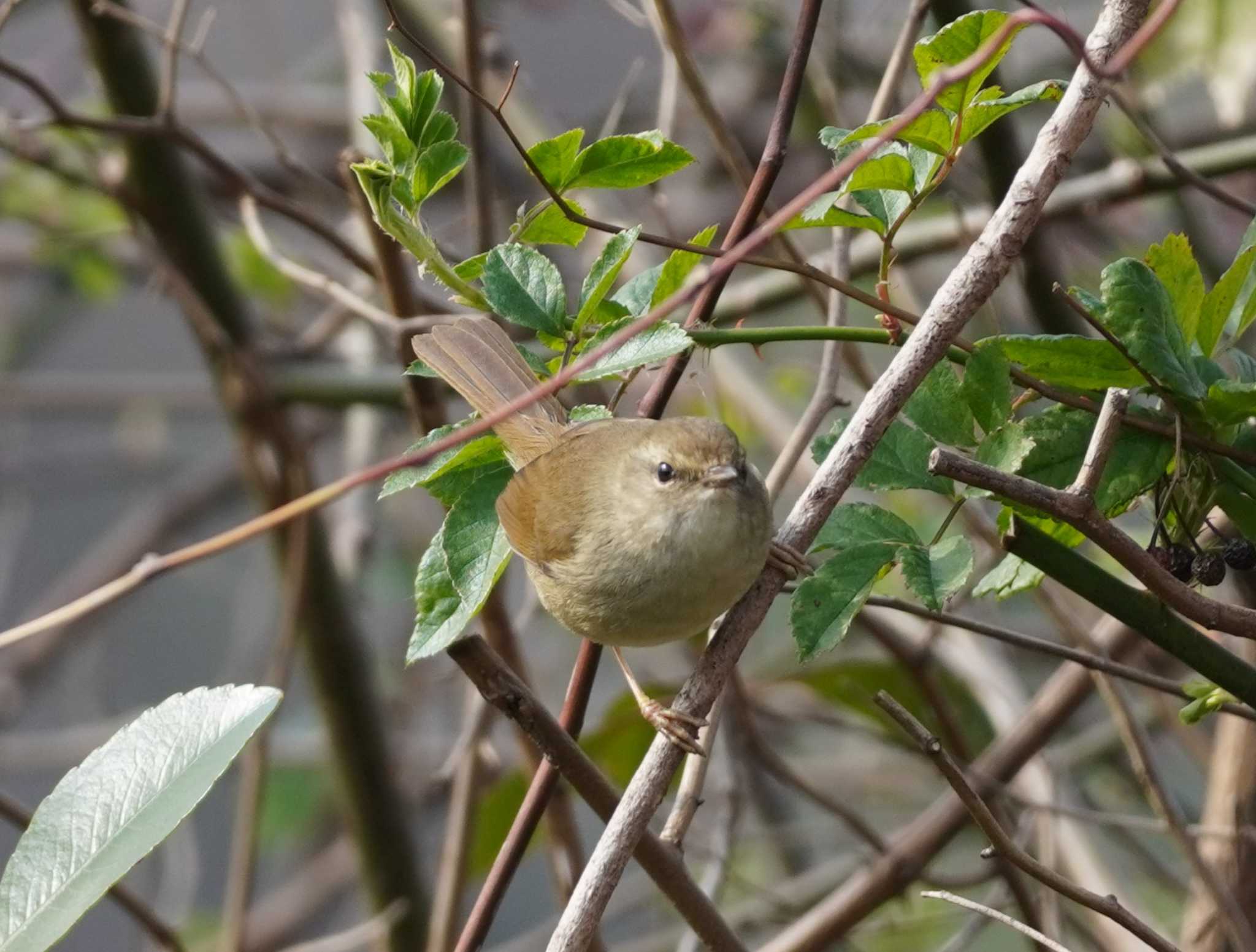 Japanese Bush Warbler