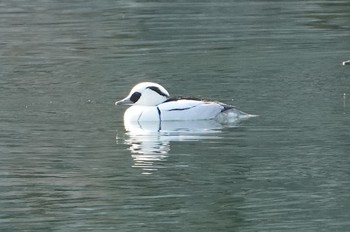 2024年1月30日(火) 大阪城公園の野鳥観察記録