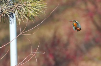 カワセミ 城北公園 2024年1月30日(火)