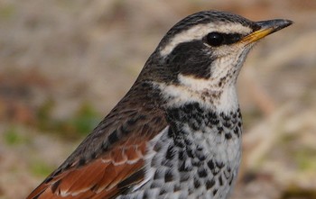 2024年1月30日(火) 城北公園の野鳥観察記録