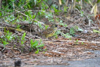 Masked Bunting 加木屋緑地 Thu, 3/29/2018