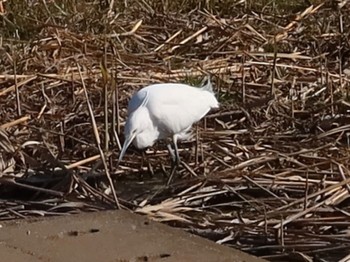 Tue, 1/30/2024 Birding report at 長津川ふれあい広場