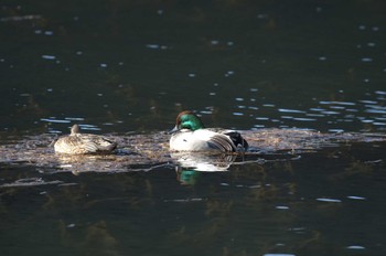 ヨシガモ 日比谷公園、外堀、北の丸公園 2024年1月30日(火)