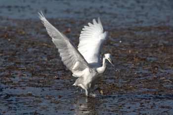 コサギ 日比谷公園、外堀、北の丸公園 2024年1月30日(火)