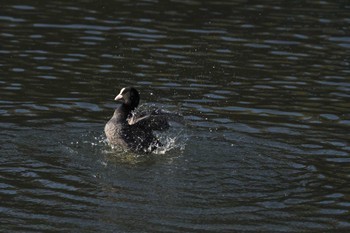 オオバン 日比谷公園、外堀、北の丸公園 2024年1月30日(火)