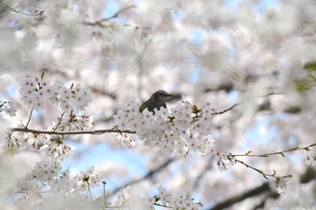 Brown-eared Bulbul 加木屋緑地 Thu, 3/29/2018