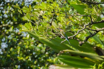 Blue-tailed Bee-eater Singapore Botanic Gardens Sun, 1/21/2024