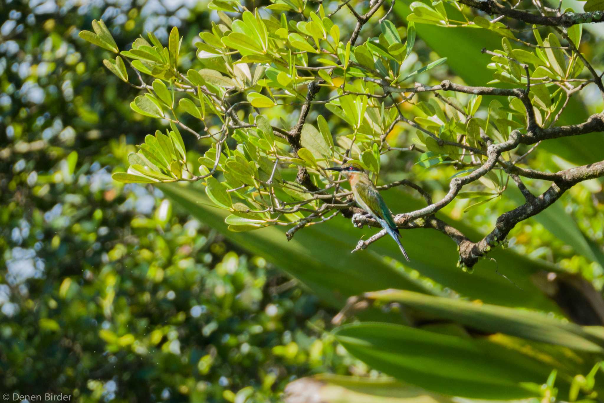 シンガポール植物園 ハリオハチクイの写真 by 田園Birder