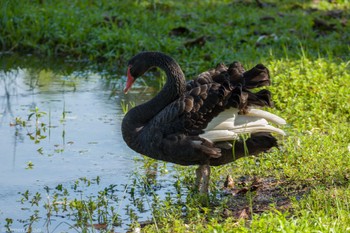 コクチョウ シンガポール植物園 2024年1月21日(日)