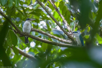 Collared Kingfisher Pasir Ris Park (Singapore) Sun, 1/21/2024