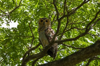 Spotted Wood Owl Pasir Ris Park (Singapore) Sun, 1/21/2024