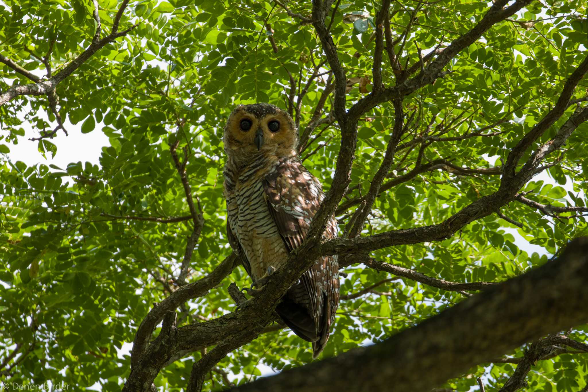 Spotted Wood Owl