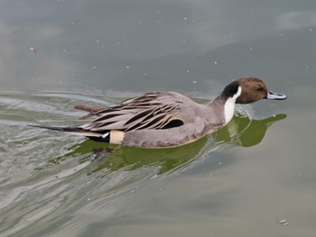 オナガガモ 都立浮間公園 2024年1月28日(日)