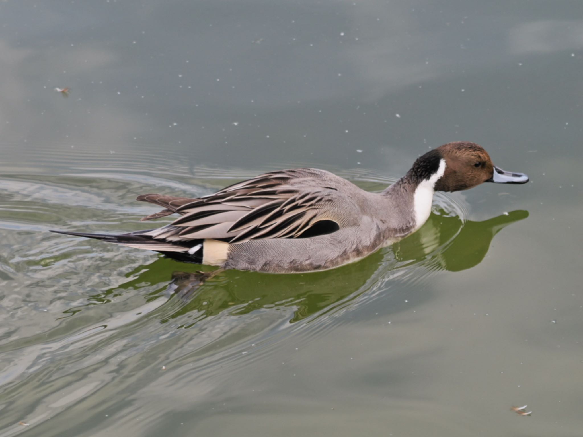 Photo of Northern Pintail at Ukima Park by Q-chan