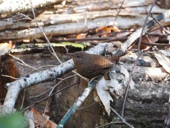 2024年1月30日(火) 道保川公園の野鳥観察記録