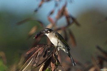 Light-vented Bulbul Ishigaki Island Sat, 1/6/2024