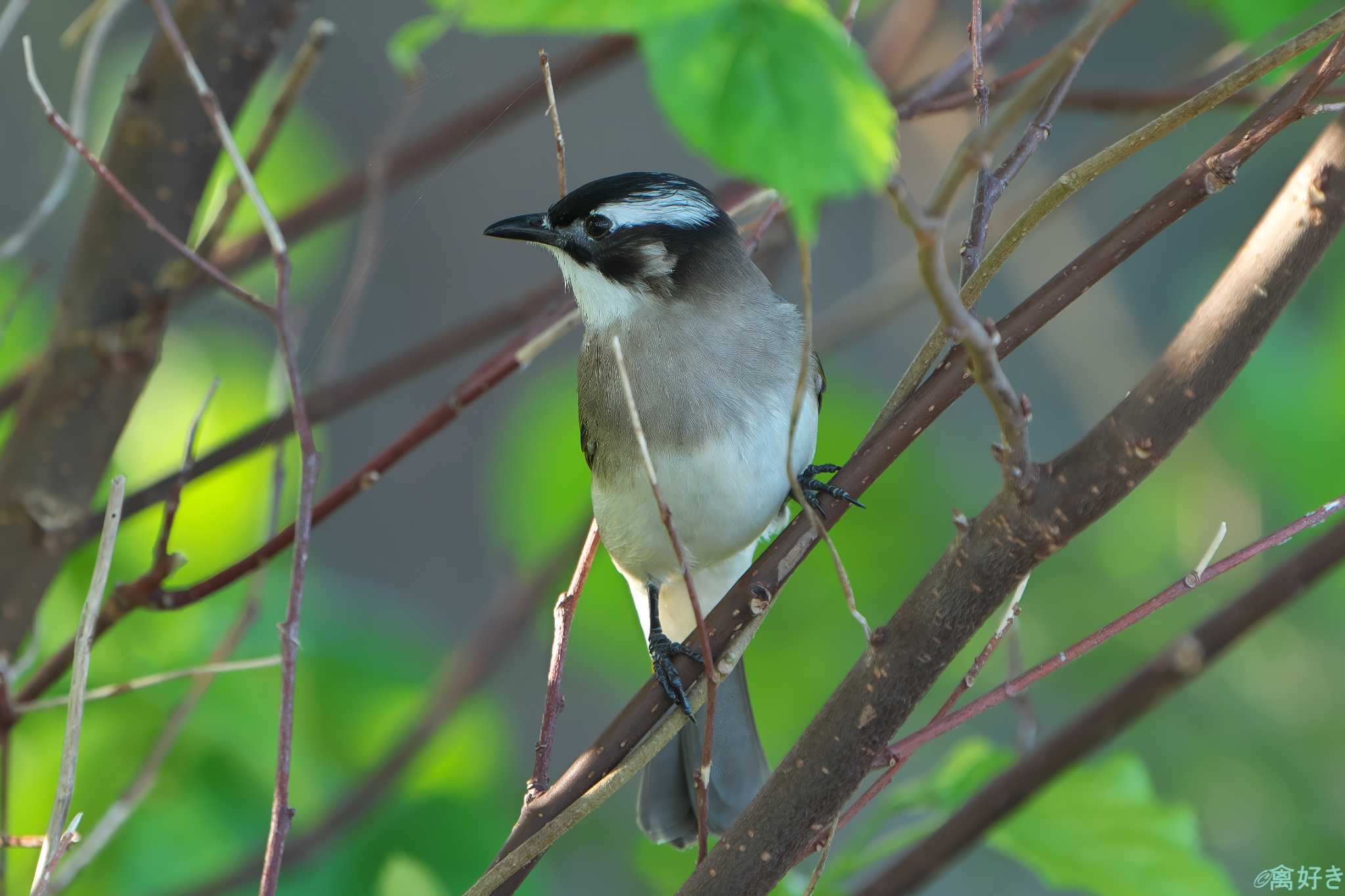 Light-vented Bulbul