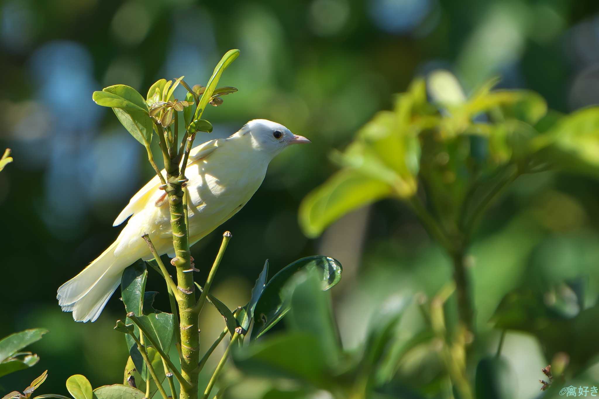 Photo of Light-vented Bulbul at Ishigaki Island by 禽好き