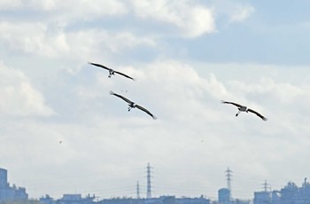 White-naped Crane 千葉県 Mon, 1/29/2024