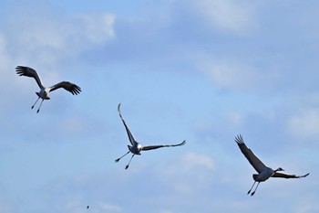 Common Crane 千葉県 Mon, 1/29/2024