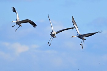 White-naped Crane 千葉県 Mon, 1/29/2024