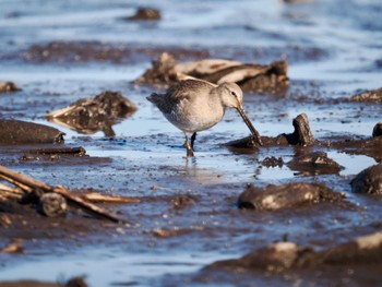 Long-billed Dowitcher Inashiki Sun, 1/14/2024