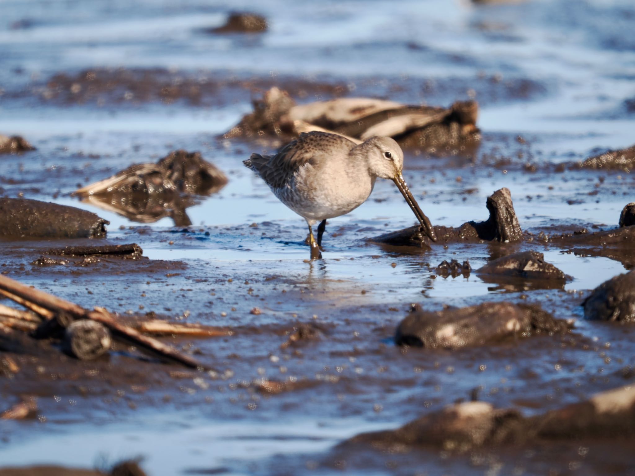 Photo of Long-billed Dowitcher at Inashiki by 孝一