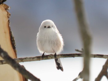 2024年1月25日(木) 伊豆沼の野鳥観察記録