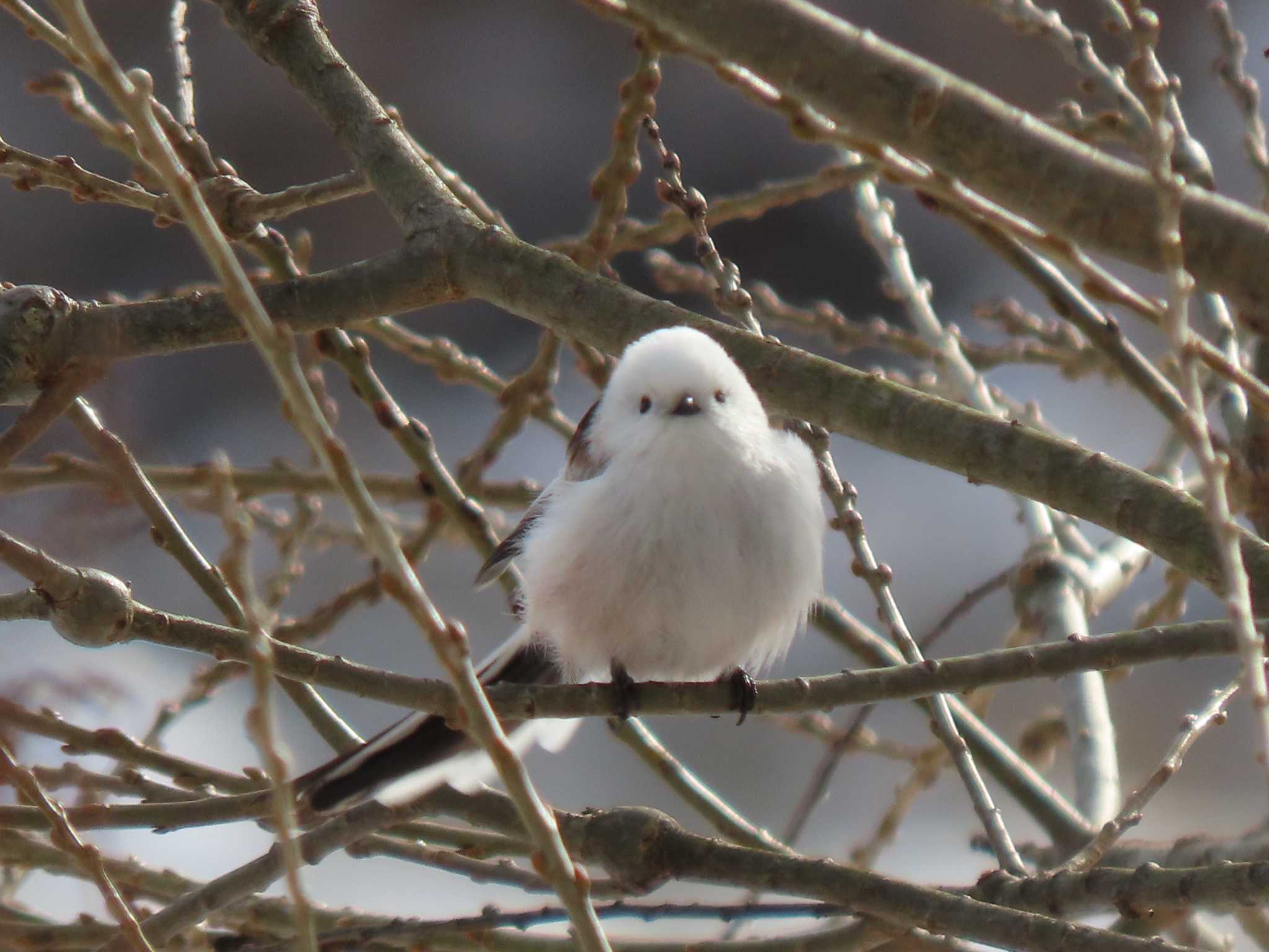 Long-tailed tit(japonicus)