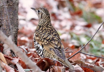 White's Thrush 小幡緑地 Tue, 1/30/2024