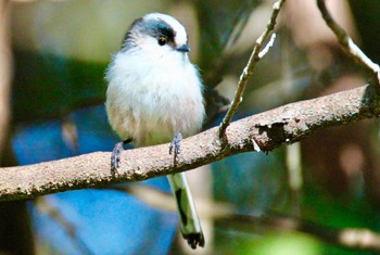 Long-tailed Tit 小幡緑地 Tue, 1/30/2024