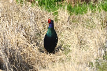 Green Pheasant 加木屋緑地 Thu, 3/29/2018