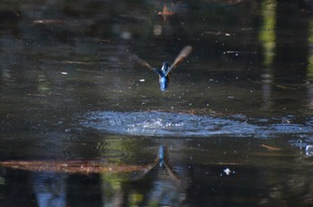 Common Kingfisher ＭＦ Sat, 1/27/2024