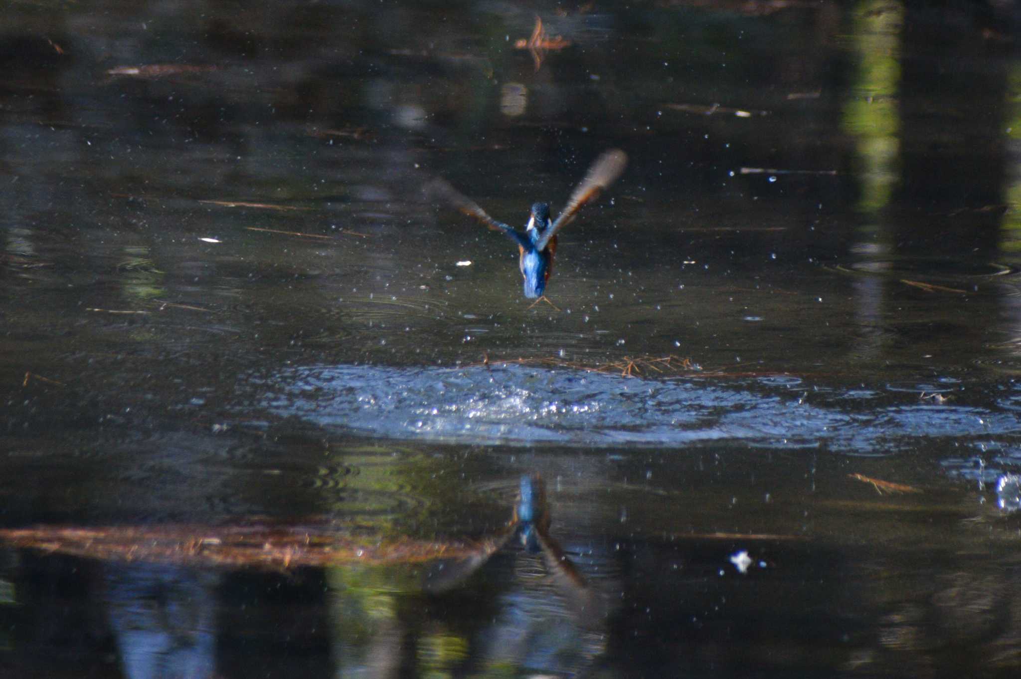 Photo of Common Kingfisher at ＭＦ by NM🐥📷