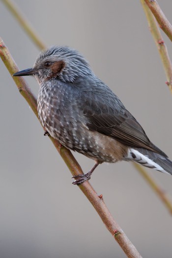 Brown-eared Bulbul 自宅の庭 Thu, 1/11/2024