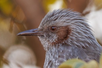 Brown-eared Bulbul 自宅の庭 Thu, 1/11/2024