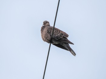 Oriental Turtle Dove(stimpsoni) 三太郎峠 Fri, 1/19/2024