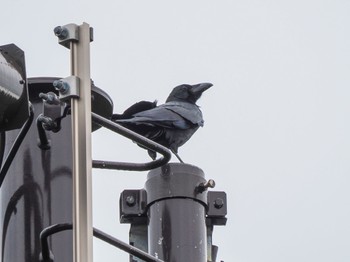 Large-billed crow(connectens) 三太郎峠 Fri, 1/19/2024
