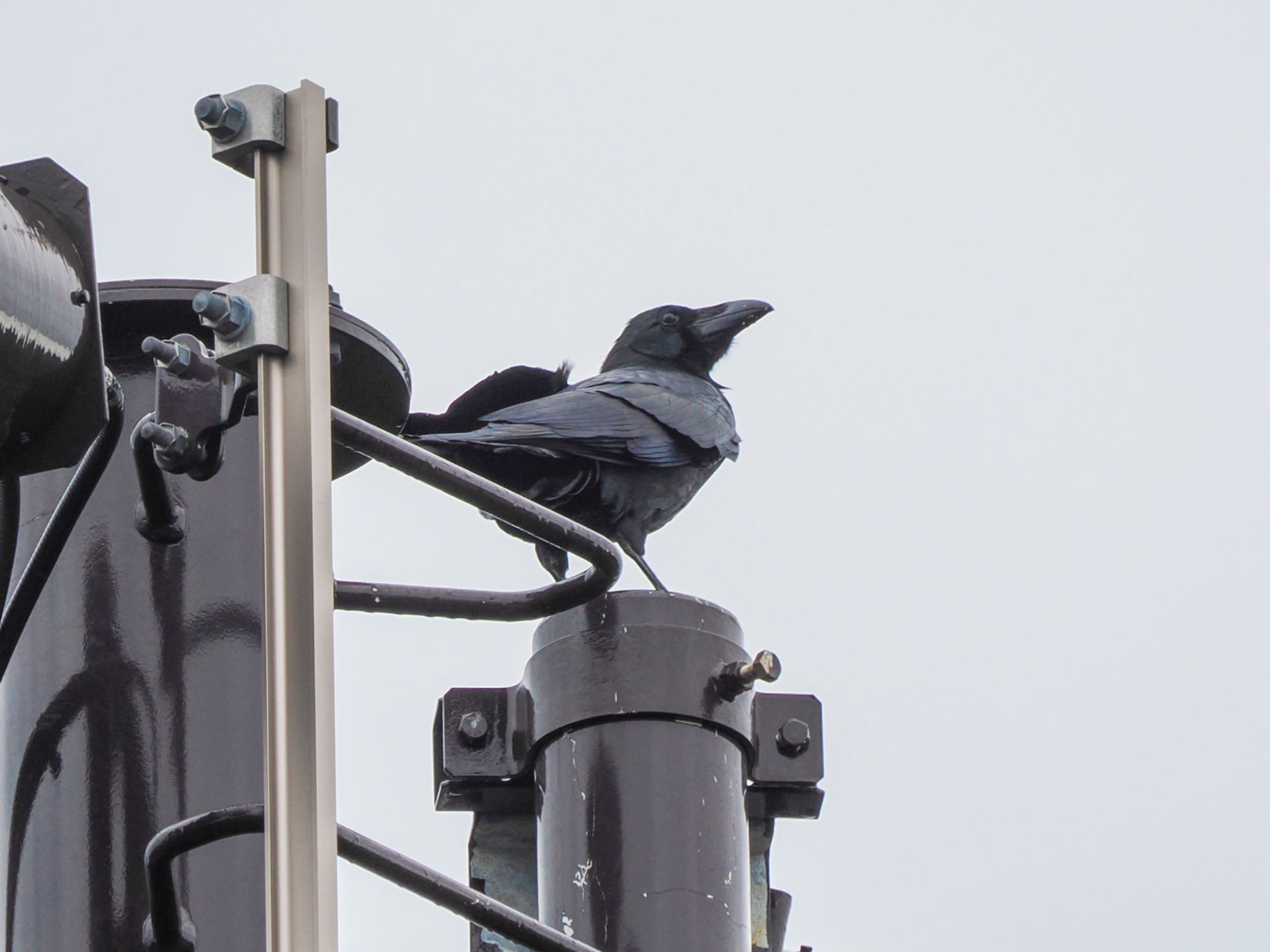 Large-billed crow(connectens)