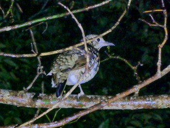 Amami Thrush 三太郎峠 Fri, 1/19/2024