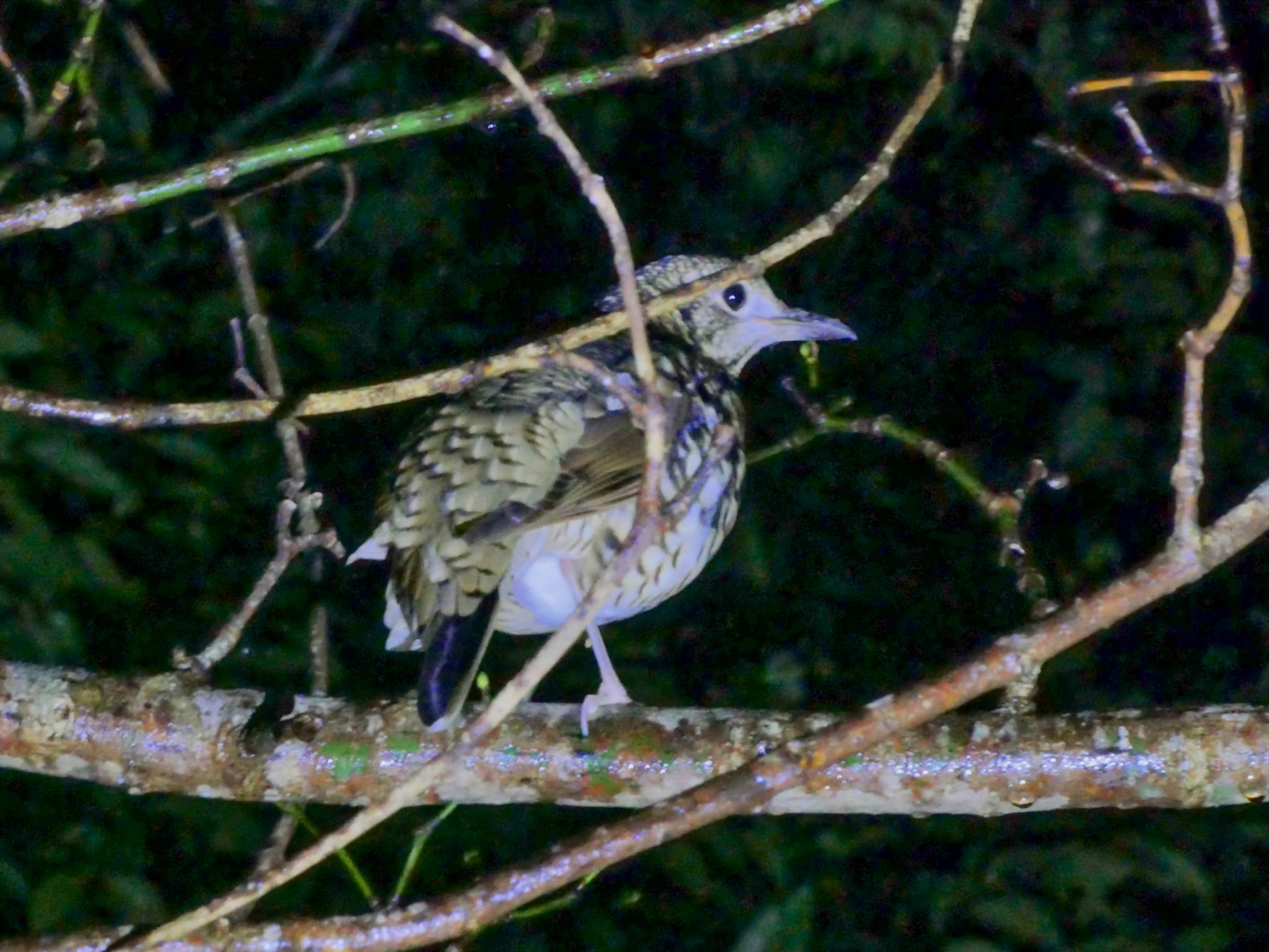 Amami Thrush