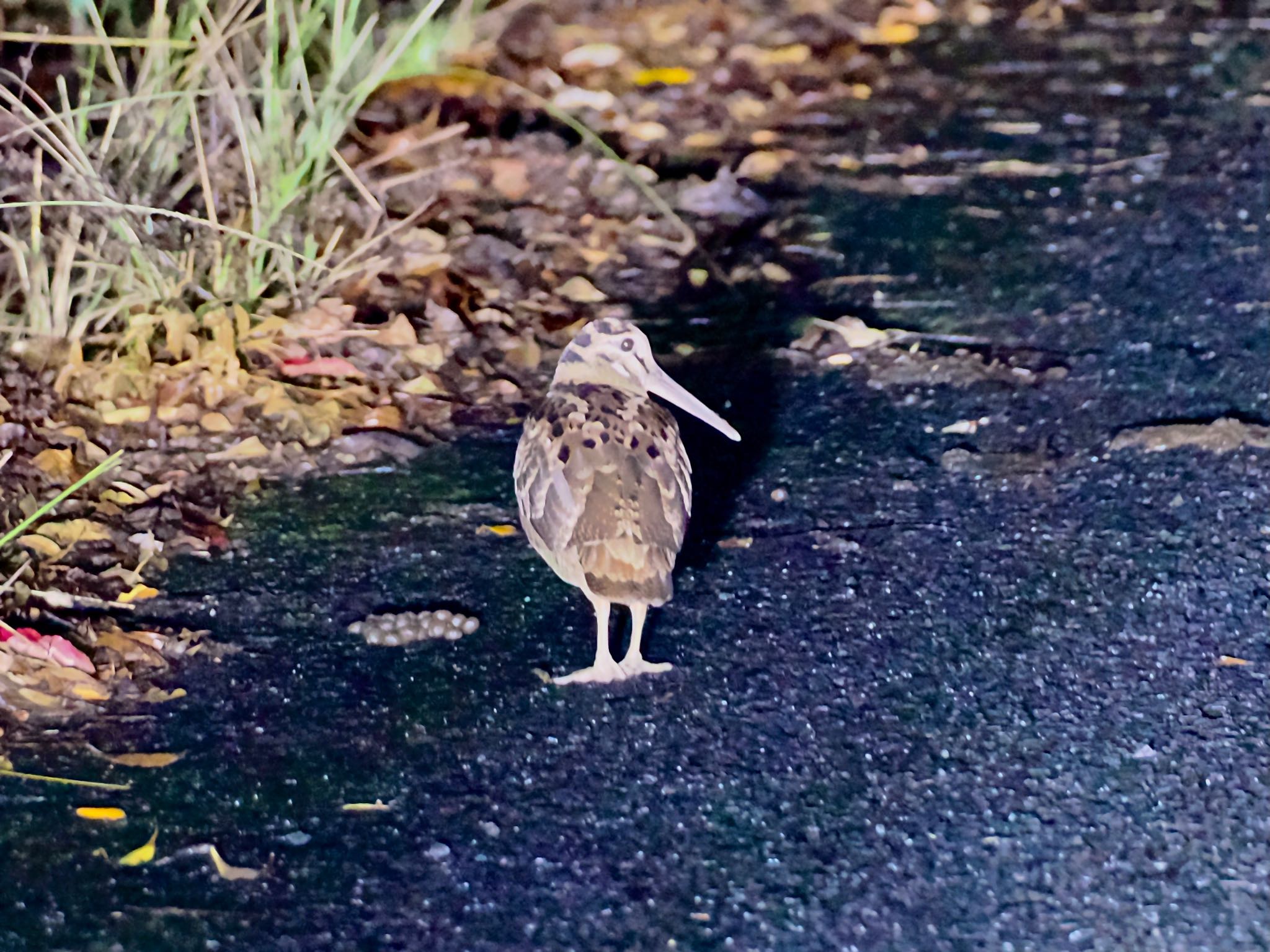 Amami Woodcock