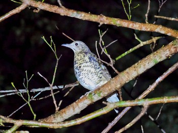 2024年1月19日(金) 三太郎峠の野鳥観察記録