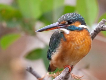 Common Kingfisher Mizumoto Park Sun, 1/28/2024