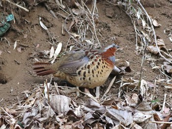 Chinese Bamboo Partridge 津久井湖城山公園 Sun, 1/28/2024