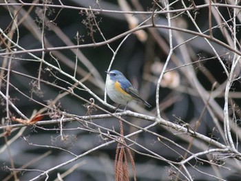 Red-flanked Bluetail 津久井湖城山公園 Sun, 1/28/2024