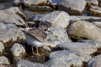 Long-billed Plover 賀茂川 Tue, 1/30/2024