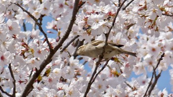 Russet Sparrow Watarase Yusuichi (Wetland) Sat, 3/31/2018