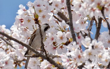 Russet Sparrow Watarase Yusuichi (Wetland) Sat, 3/31/2018